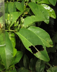 Grewia caffra