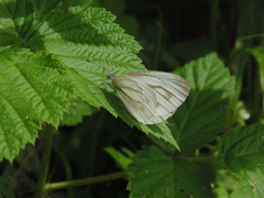 Pieris dulcinea