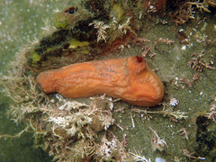 Cnemidocarpa bicornuta