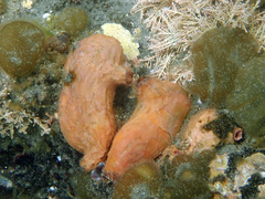 Cnemidocarpa bicornuta