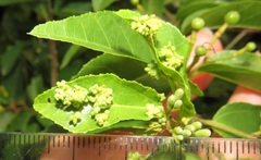 Grewia caffra
