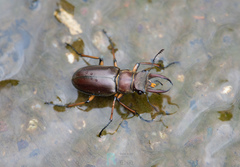 Lucanus fairmairei