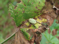 Hoplia chlorophana