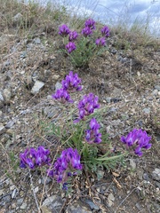 Oxytropis mixotriche