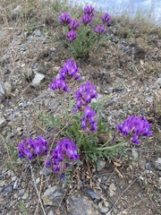Oxytropis mixotriche