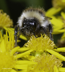 Bombus