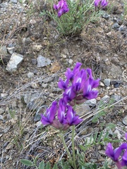 Oxytropis mixotriche