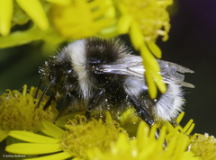 Bombus