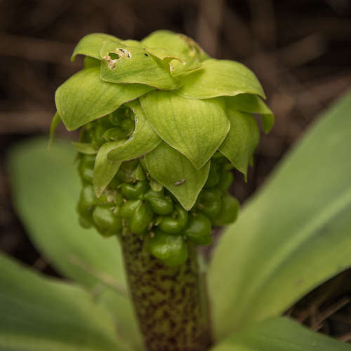 Alpine Pineapple Lily (Eucomis grimshawii)