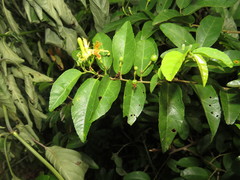 Grewia caffra