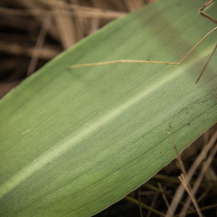 Eucomis grimshawii