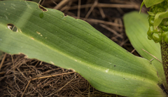 Eucomis grimshawii