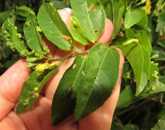Grewia caffra