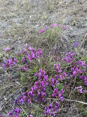 Oxytropis mixotriche