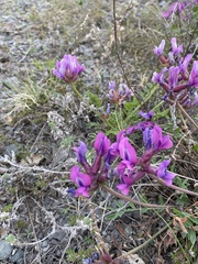 Oxytropis mixotriche