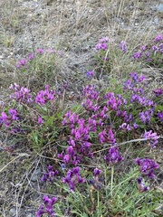 Oxytropis mixotriche