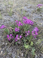 Oxytropis mixotriche