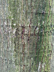 Quercus rubra