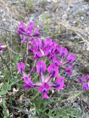 Oxytropis mixotriche