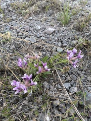 Oxytropis mixotriche