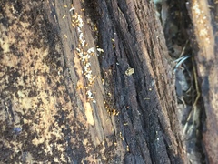 Crematogaster minutissima