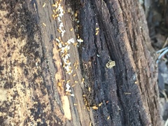 Crematogaster minutissima