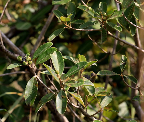Image of Coast Resintree (Ozoroa obovata) by (c) Wynand Uys, some rights reserved (CC BY)