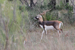 Antilope cervicapra