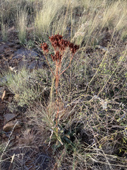 Kalanchoe brachyloba