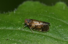 Cixius cunicularius