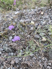 Gueldenstaedtia verna