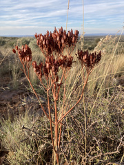 Kalanchoe brachyloba