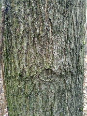 Quercus rubra