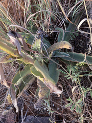 Kalanchoe brachyloba