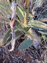 Kalanchoe brachyloba