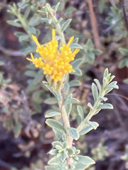 Pegolettia retrofracta