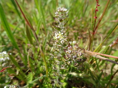 Lepidium heterophyllum