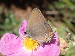 Satyrium ilicis