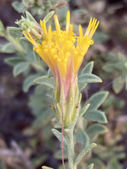 Pegolettia retrofracta
