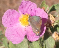 Satyrium ilicis