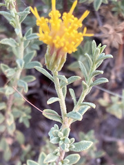 Pegolettia retrofracta