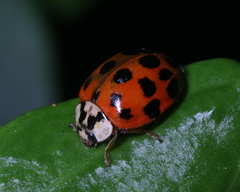 Harmonia axyridis