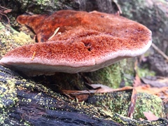 Postia pelliculosa