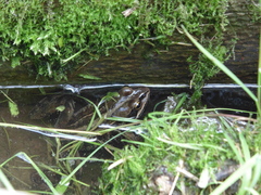 Rana amurensis