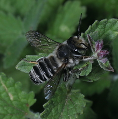 Megachile