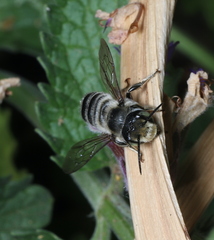 Megachile