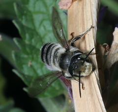 Megachile