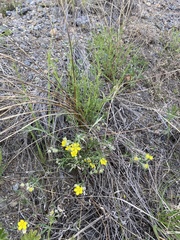 Potentilla verticillaris