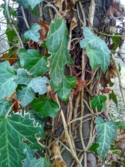 Hedera helix