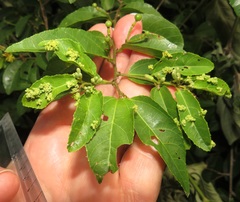 Grewia caffra
